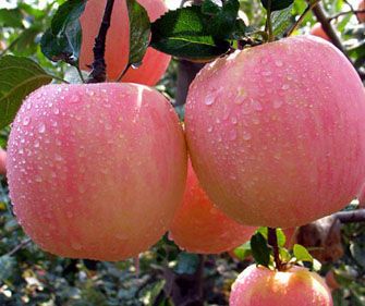 苹果醋减肥法 瘦身靠发酵