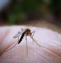 夏天哪些人最容易招蚊子