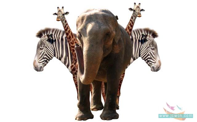 Photoshop合成教程：制作突出主题剪贴非洲动物海报_中国