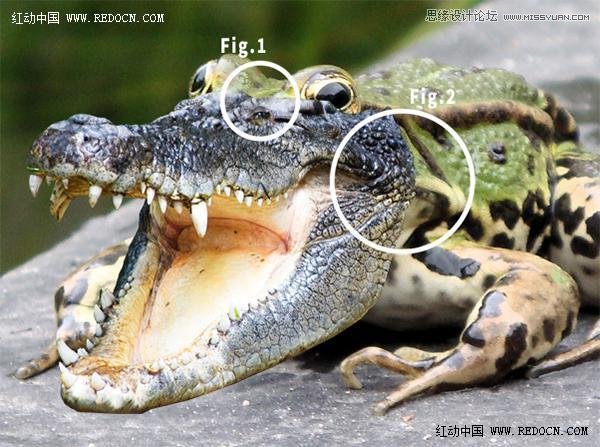 Photoshop合成创意的长着鳄鱼头的青蛙,PS教程,图老师教程网