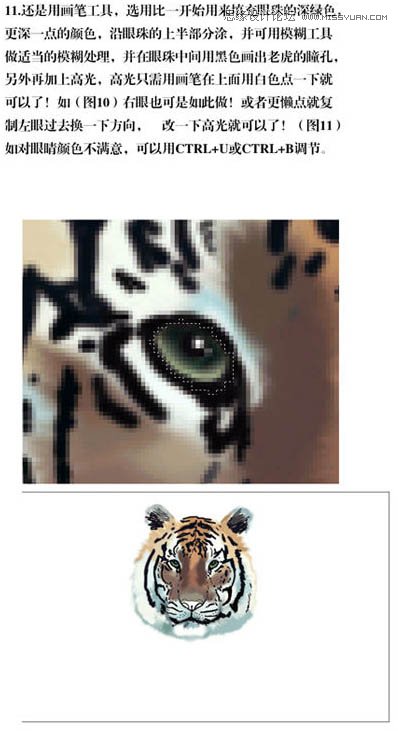 Photoshop手绘草丛中的老虎插画,PS教程,图老师教程网