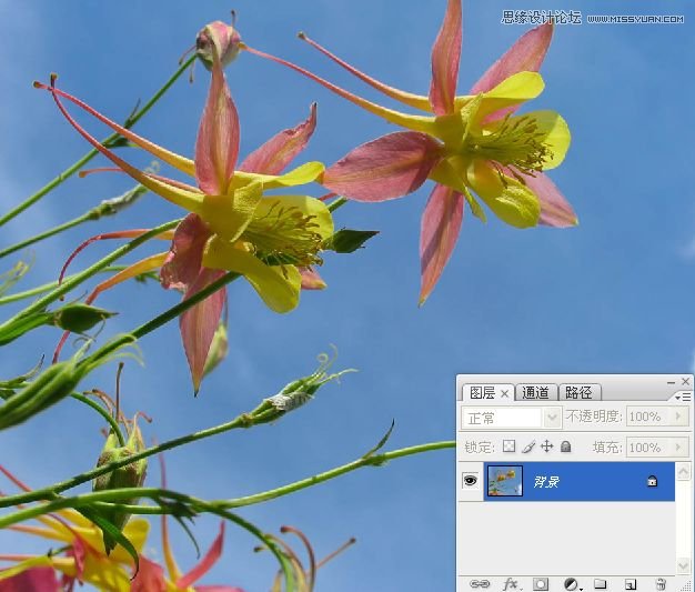 Photoshop巧用颜色通道将花卉从背景分离,PS教程,图老师教程网