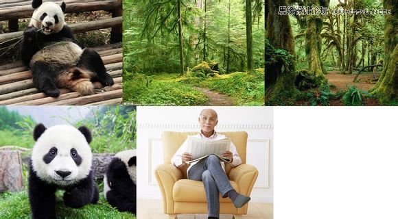 Photoshop合成做在森林中看书的熊猫人,PS教程,图老师教程网