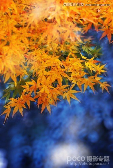 Photoshop给秋季枫叶照片调出金黄色调,PS教程,图老师教程网