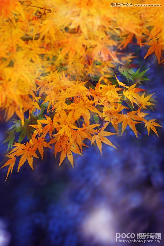Photoshop给秋季枫叶照片调出金黄色调,PS教程,图老师教程网