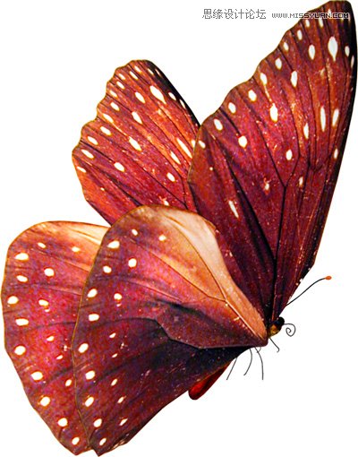 Photoshop合成唯美的蝴蝶仙子效果图,PS教程,图老师教程网