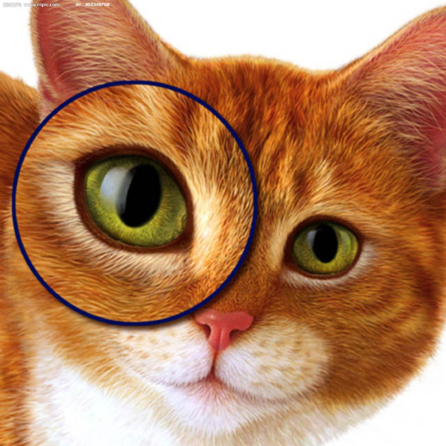 Photoshop鼠绘教程：绘制逼真的可爱猫咪,PS教程,图老师教程网