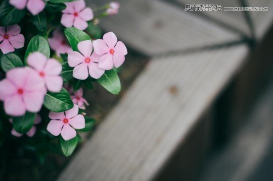 5个摄影技巧帮助您拍出别致花卉,PS教程,图老师教程网
