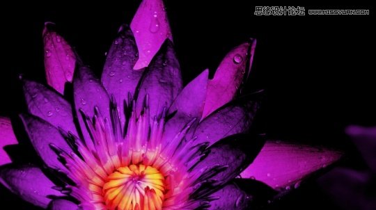 5个摄影技巧帮助您拍出别致花卉,PS教程,图老师教程网