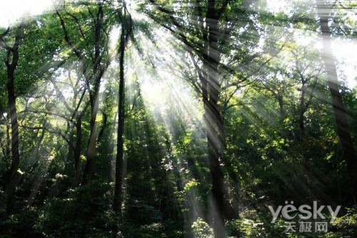 Photoshop制作树林中的透射光线,PS教程,图老师教程网