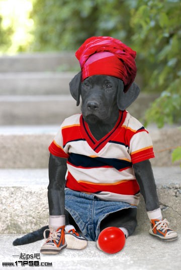 Photoshop为狗狗宠物穿上可爱的童装,PS教程,图老师教程网