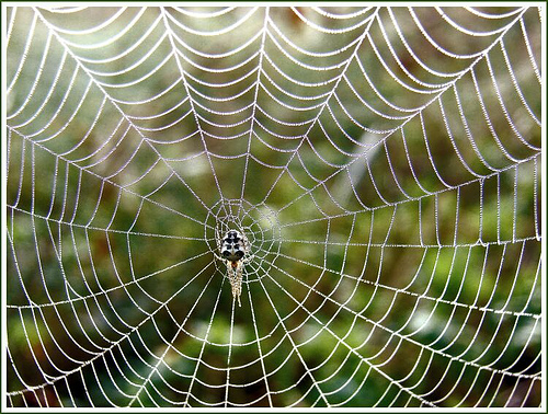 解析蜘蛛网怎么拍才更精美,PS教程,图老师教程网