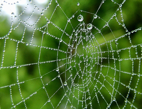 解析蜘蛛网怎么拍才更精美,PS教程,图老师教程网