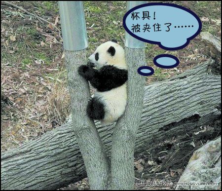 不用PS也能恶搞“史上最寂寞的熊猫”,PS教程,图老师教程网