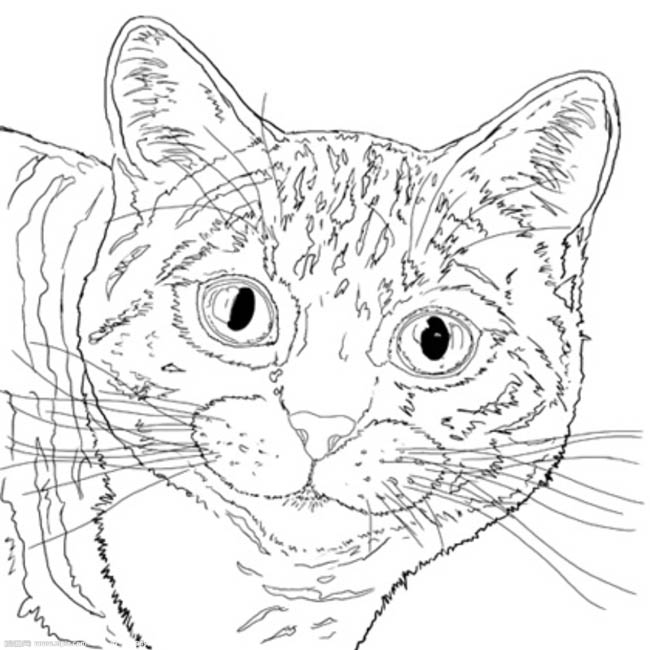 Photoshop鼠绘教程：绘制逼真的可爱猫咪,PS教程,图老师教程网