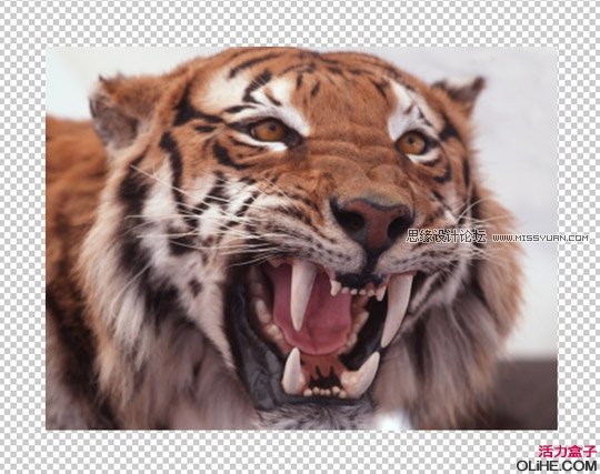 Photoshop制作狂暴的美洲狮海报教程,PS教程,图老师教程网