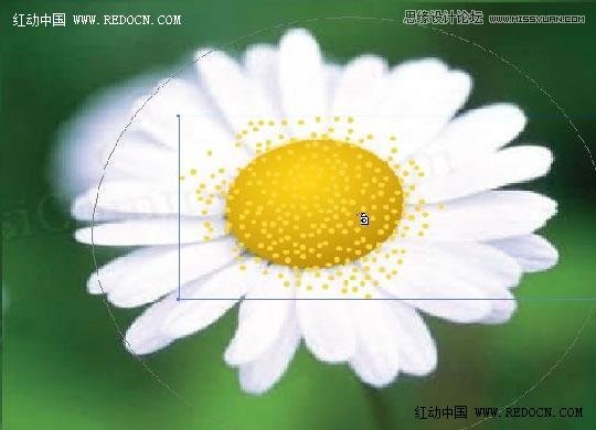 Illustrator绘制漂亮的白色雏菊效果,PS教程,图老师教程网