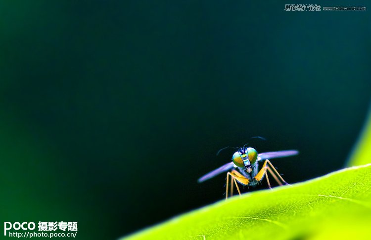 从昆虫摄影中学习生态摄影技巧分享,PS教程,图老师教程网