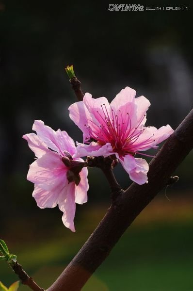 解析春季花卉拍摄技巧分享,PS教程,图老师教程网