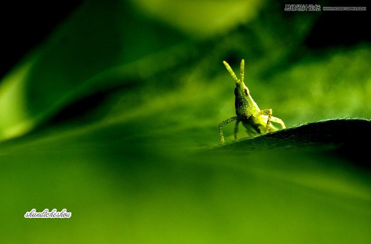 从昆虫摄影中学习生态摄影技巧分享,PS教程,图老师教程网