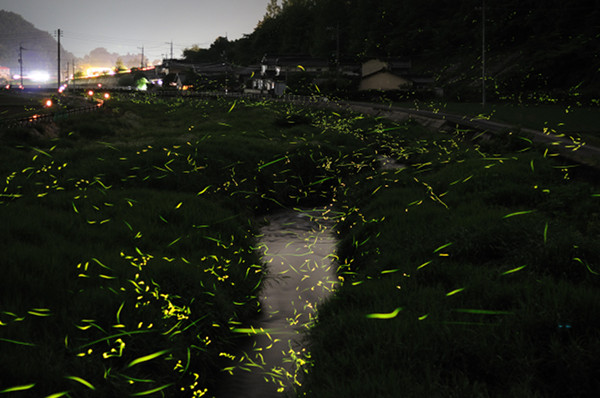 Tsuneaki Hiramatsu的萤火虫低速快门摄影
