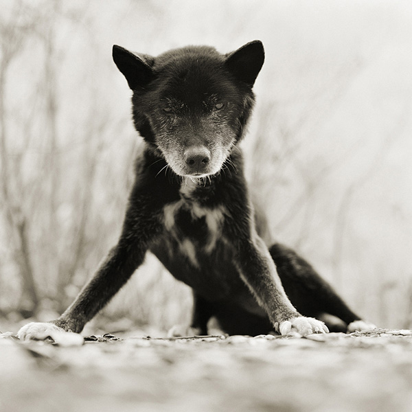 Isa Leshko摄影作品：年老的动物们