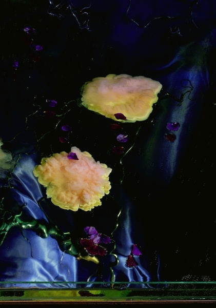 荷兰Margriet Smulders镜花水月般的摄影一
