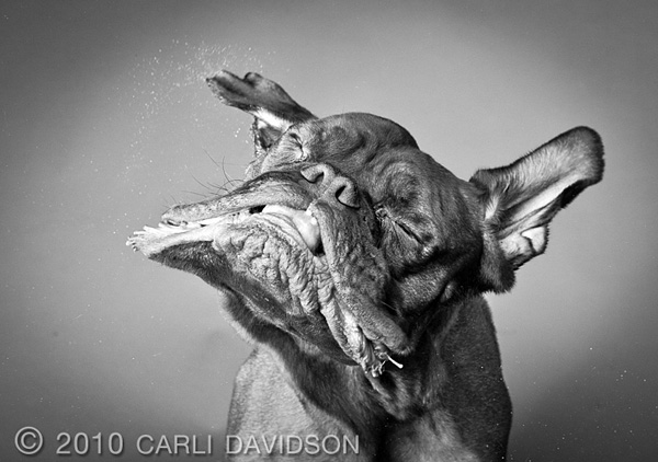 Carli Davidson宠物摄影作品
