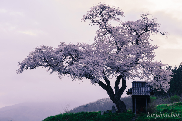 美丽的樱花摄影欣赏