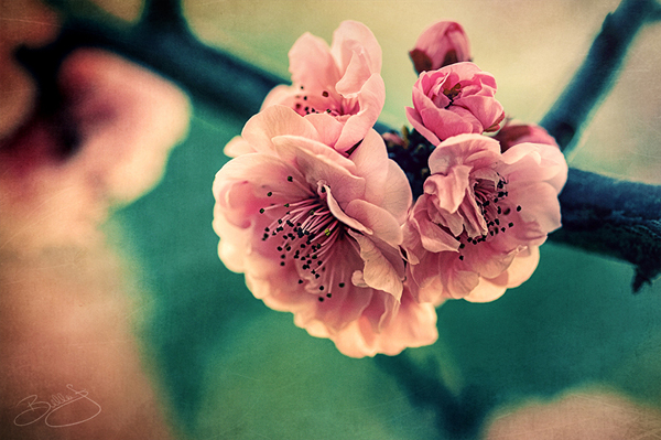 美丽的樱花摄影欣赏