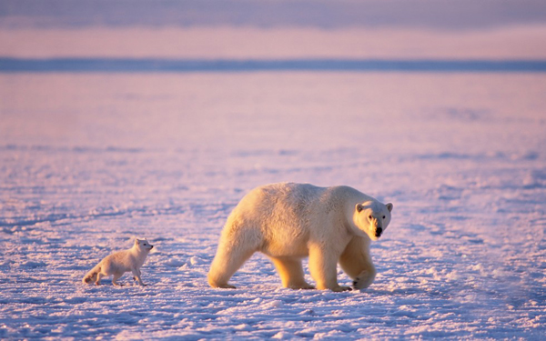 地球行摄手册 北极人类即将失去的美景