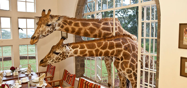 Giraffe Manor长颈鹿山庄
