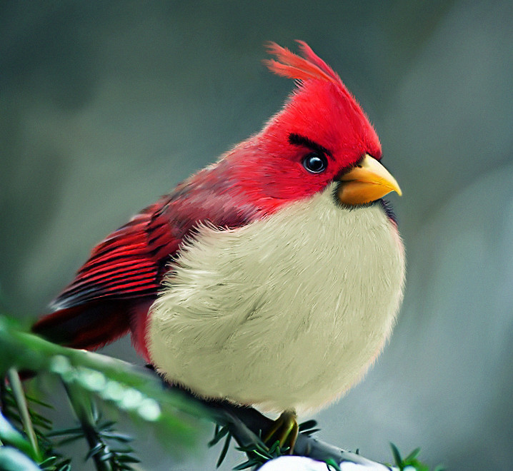 真实的愤怒鸟Angry Birds