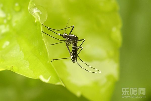 蚊子寄生菌能防治蚊子传播疟疾和登革热