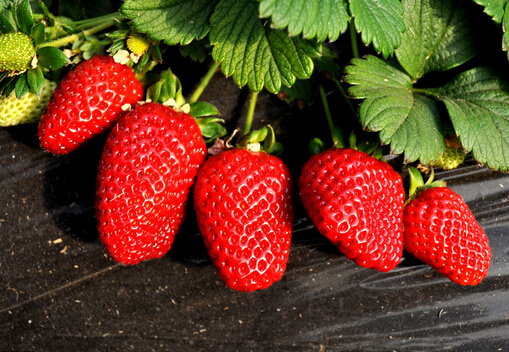草莓怎么洗才干净-草莓怎么保存