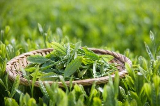 喝绿茶能减肥？绿茶的瘦身作用