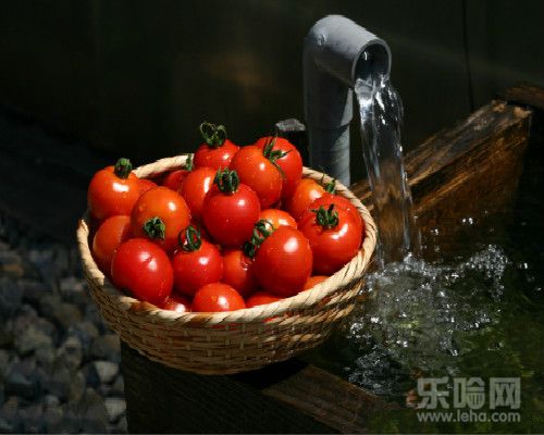 夏天吃番茄可快速减肥