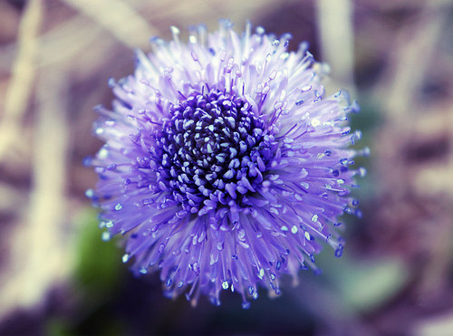 12.紫色的花朵 摄影: Cyril Cattin