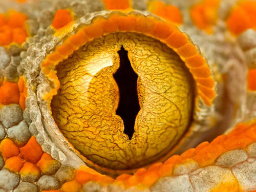 1.壁虎的眼睛 摄影:Alan M