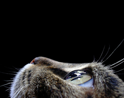 11.猫 摄影:Kristina Buceatchi