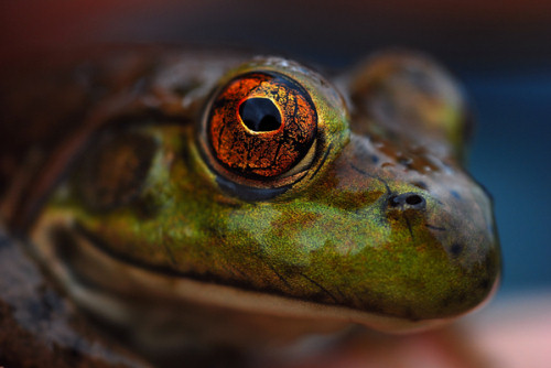 7.蛙的眼睛特写 摄影:Justin Dotson