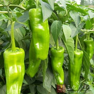 青椒中维生素c丰富，并利于铁和锌吸收