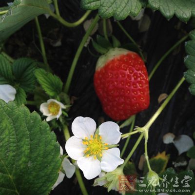 草莓、猕猴桃中补叶酸