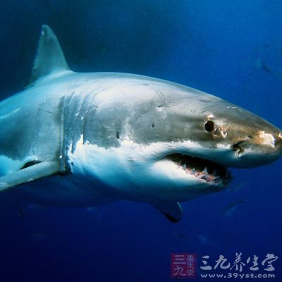 鲨鱼现在全球范围内被人猎杀