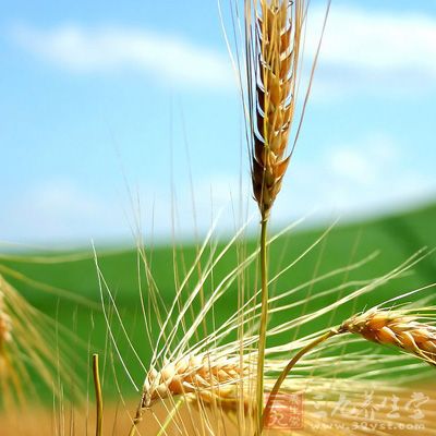 大麦和大麦芽含有维生素A、B、E和淀粉酶