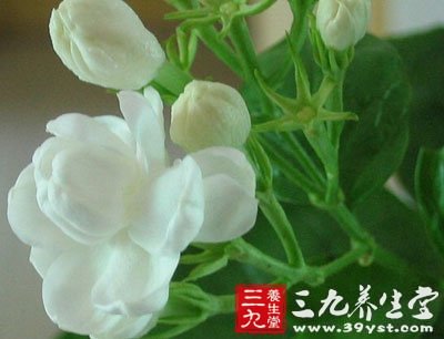 茉莉花