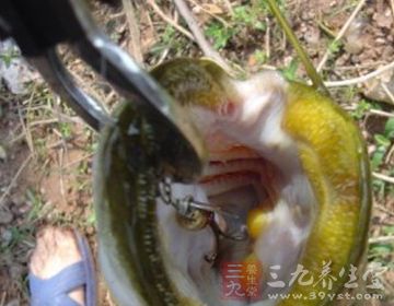 鲶鱼的食用，在中国，特别是齐鲁大地上，由来已久