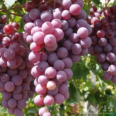 葡萄中含有大量的葡萄糖、维生素以及矿物质