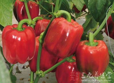 常见的红色蔬菜：甜菜根、红甜椒、番茄、红辣椒等