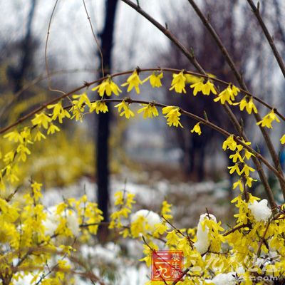 连翘初春开花的连翘又在初冬二度绽放